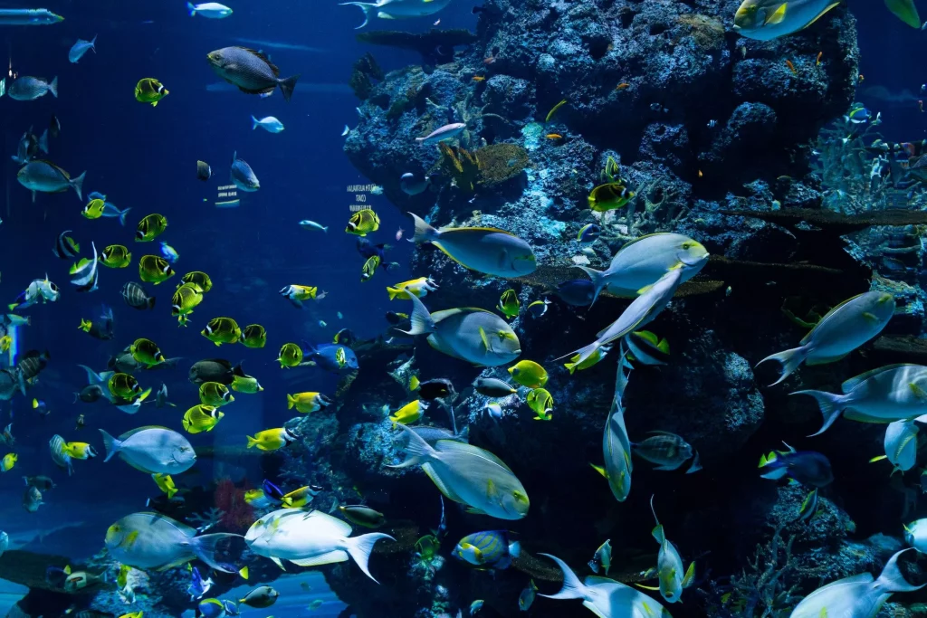Underwater room, Sea World, Fishes